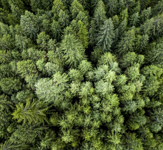 Die Steiermark - das Grüne Herz Österreichs | © STG | Tom Lamm