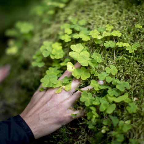 Kleeblätter | © STG | Tom Lamm
