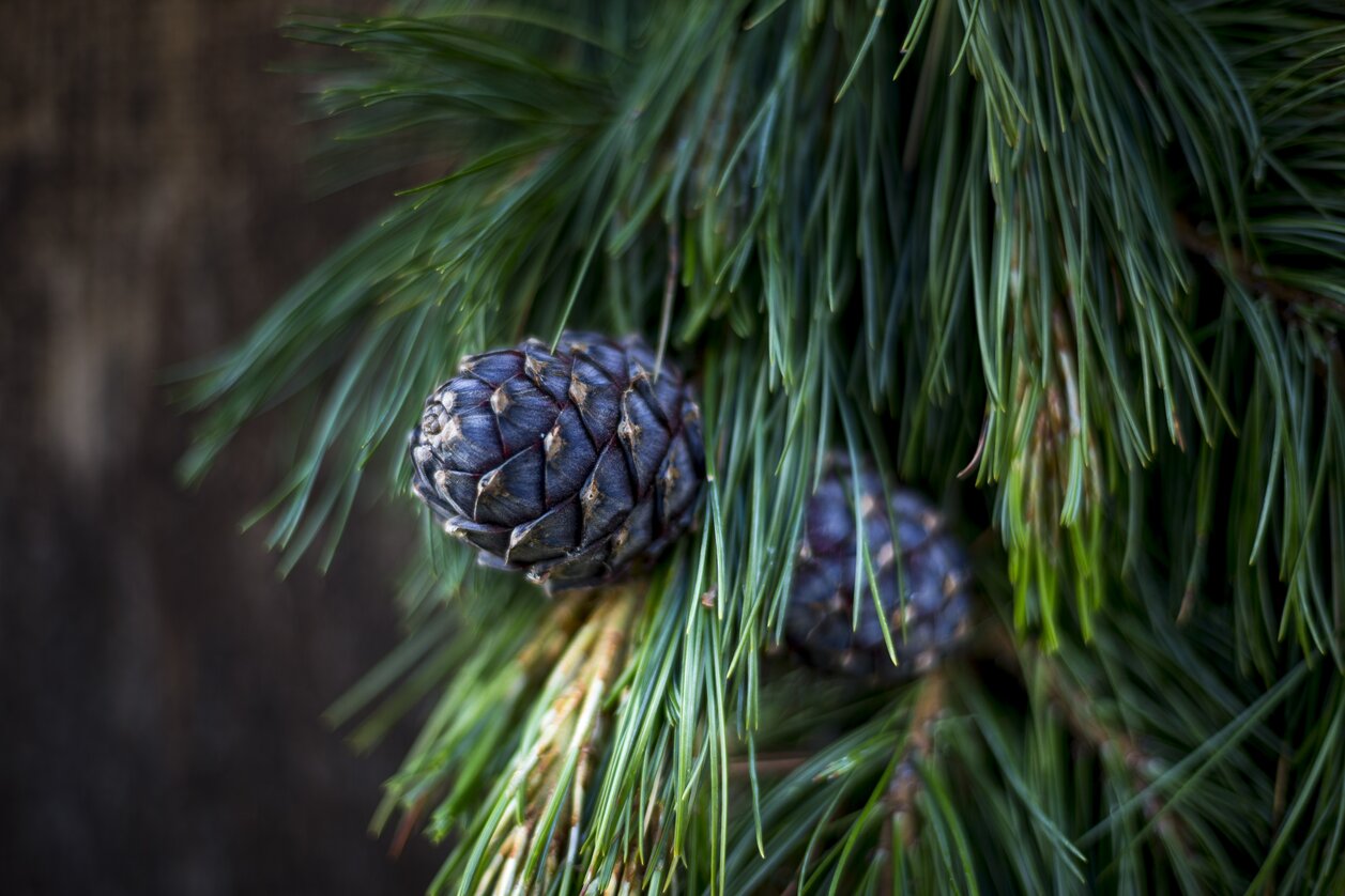 Zirbenzapfen aus dem Naturpark Zirbitzkogel-Grebenzen | © STG | Tom Lamm