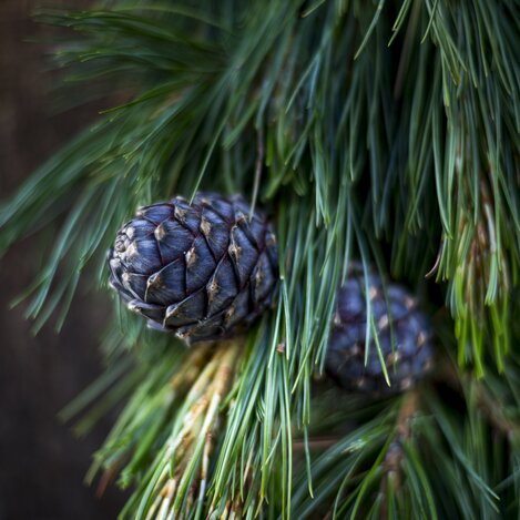 Zirbenzapfen aus dem Naturpark Zirbitzkogel-Grebenzen | © STG | Tom Lamm