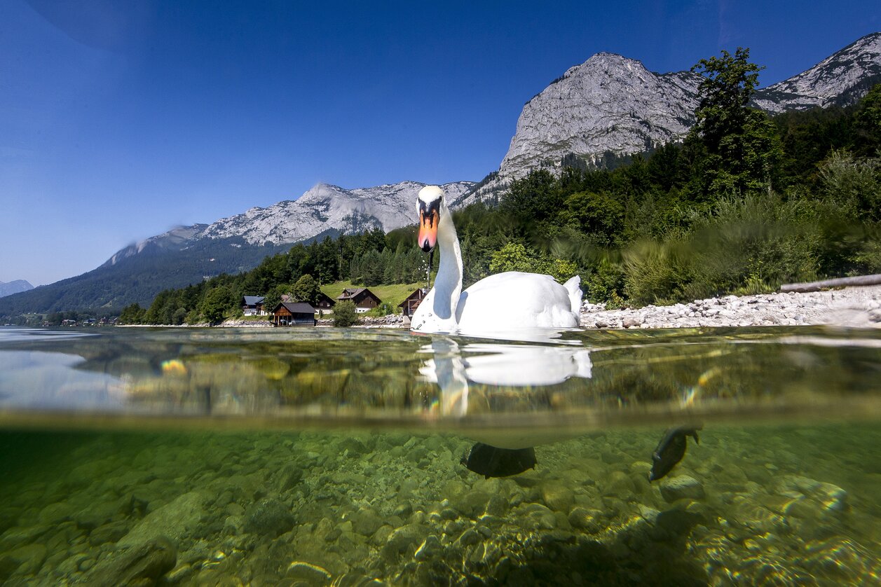 "Mir schwant ein herrlicher Sommeruraub in der Steiermark" (Grundlsee, Ausseerland) | © STG | Tom Lamm