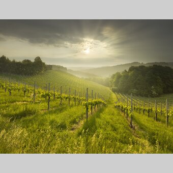 Südsteirische Weinstraße, nahe Ratsch | © STG | Rainer Mirau