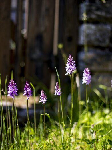 Spring atmosphere at Naturpark Mürzer Oberland | © Hochsteiermark | Tom Lamm
