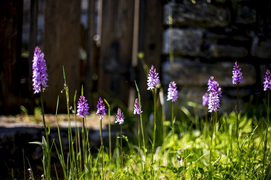 PackageSummer retreat in nature park Mürzer Oberland - Nature and culture in Upper Styria