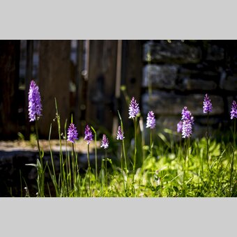 Frühlingsstimmung im Naturpark Mürzer Oberland | © TV Hochsteiermark | Tom Lamm