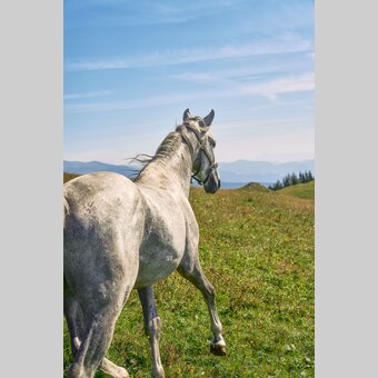 Lipizzaner auf der Sommerweide | © TV Region Graz | Robert Maybach