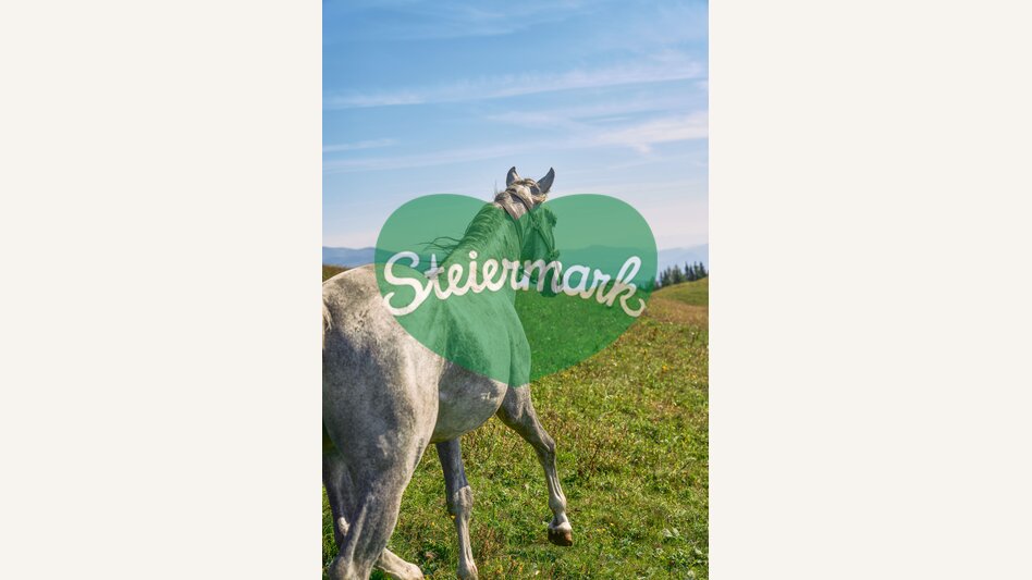 Lipizzaner auf der Sommerweide | © TV Region Graz | Robert Maybach