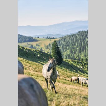 Lipizzaner auf der Sommerweide | © TV Region Graz | Robert Maybach