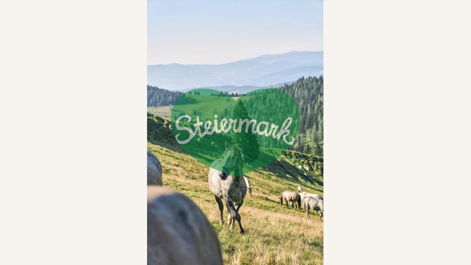 Lipizzaner auf der Sommerweide | © TV Region Graz | Robert Maybach