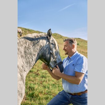Lipizzaner auf der Sommerweide | © TV Region Graz | Robert Maybach