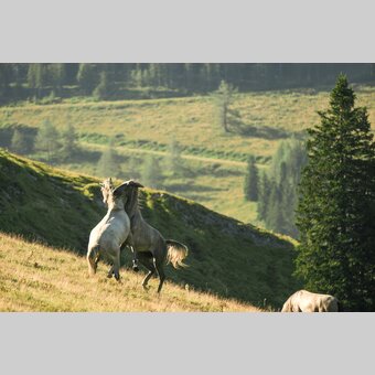 Lipizzaner auf der Sommerweide | © TV Region Graz | Robert Maybach