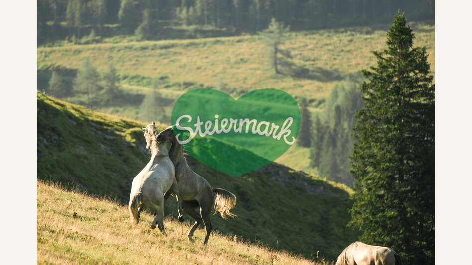 Lipizzaner auf der Sommerweide | © TV Region Graz | Robert Maybach