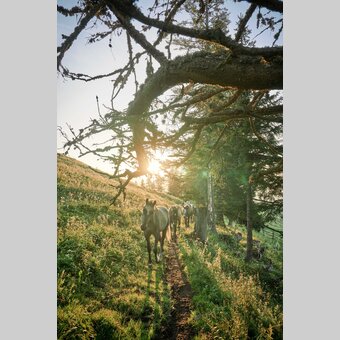 Lipizzaner auf der Sommerweide | © TV Region Graz | Robert Maybach