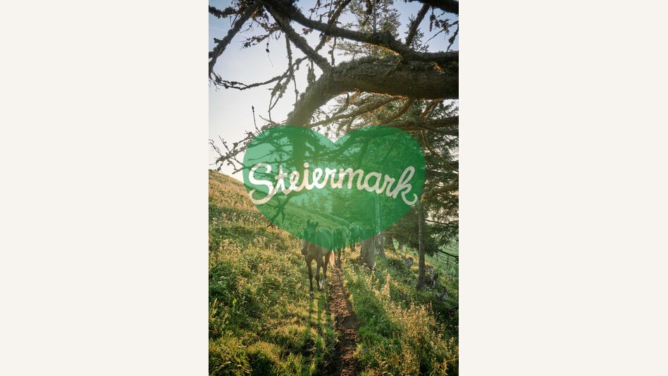 Lipizzaner auf der Sommerweide | © TV Region Graz | Robert Maybach