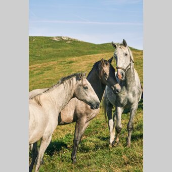 Lipizzaner auf der Sommerweide | © TV Region Graz | Robert Maybach