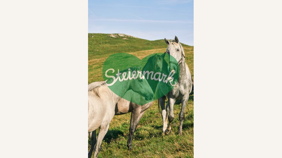 Lipizzaner auf der Sommerweide | © TV Region Graz | Robert Maybach