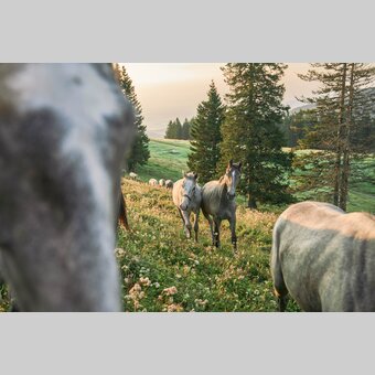 Lipizzaner auf der Sommerweide | © TV Region Graz | Robert Maybach