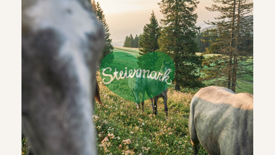 Lipizzaner auf der Sommerweide | © TV Region Graz | Robert Maybach