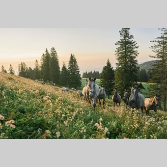 Lipizzaner auf der Sommerweide | © TV Region Graz | Robert Maybach