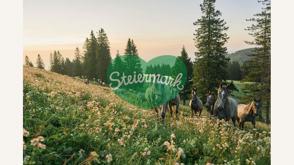 Lipizzaner auf der Sommerweide | © TV Region Graz | Robert Maybach