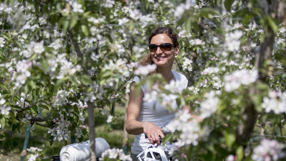 Cycling in spring: apple blossom at the Styrian Wine Country Cycling Tour close to Puch | © Steiermark Tourismus | Tom Lamm