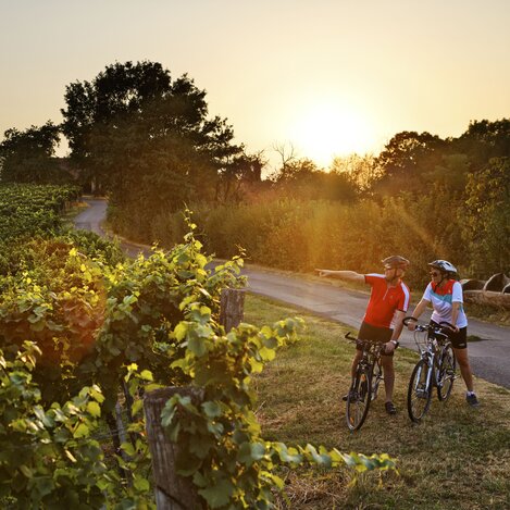 Radfahren im Weinland Steiermark bei Bad Radkersburg | © TV Bad Radkersburg | Bernhard Bergmann
