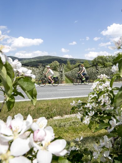 Cycling in spring  | © Steiermark Tourismus | Tom Lamm