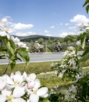 Cycling in spring  | © Steiermark Tourismus | Tom Lamm