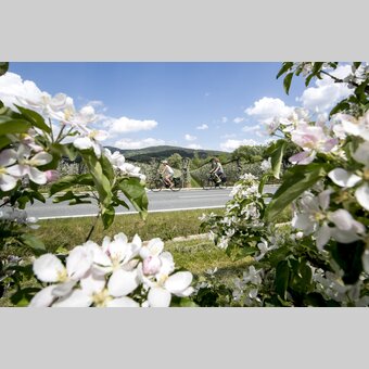 Radfahren im Apfelland auf der Weinland Steiermark Radtour nahe Puch | © STG | Tom Lamm