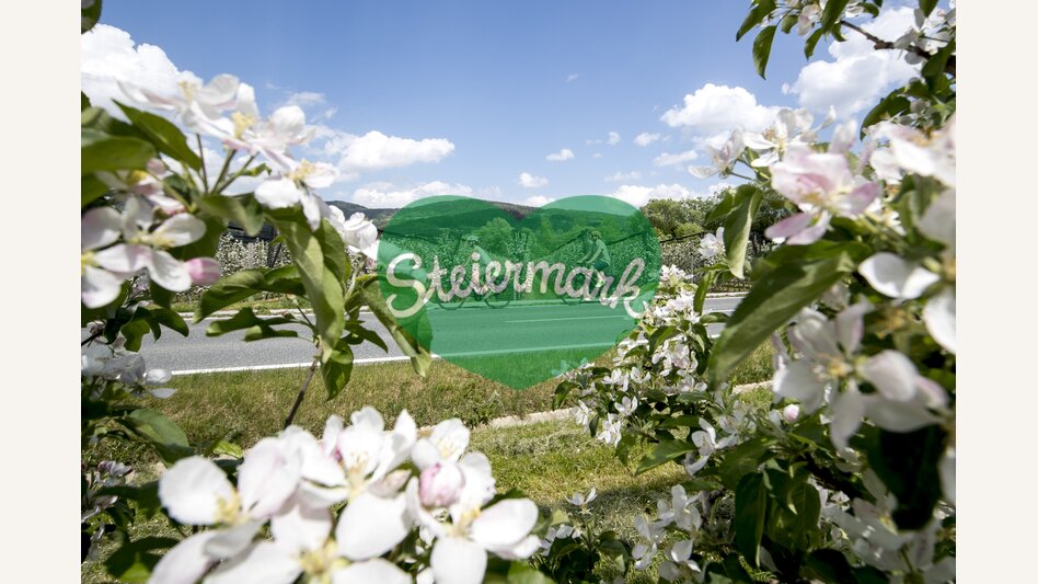Radfahren im Apfelland auf der Weinland Steiermark Radtour nahe Puch | © STG | Tom Lamm