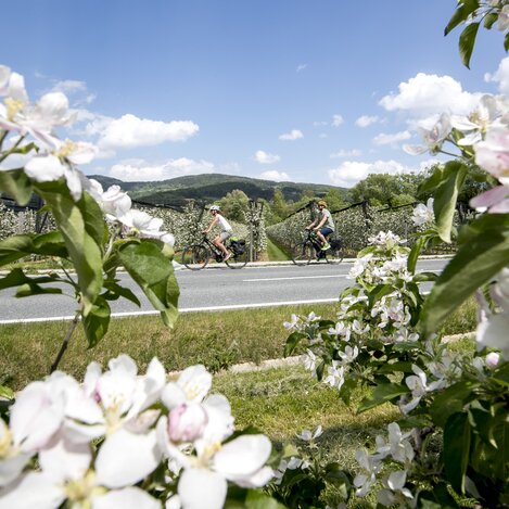 Radfahren im Apfelland auf der Weinland Steiermark Radtour nahe Puch | © STG | Tom Lamm