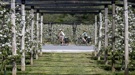 Radfahren im Apfelland auf der Weinland Steiermark Radtour nahe Puch | © STG | Tom Lamm
