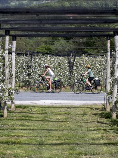 Radfahren im Apfelland auf der Weinland Steiermark Radtour nahe Puch | © STG | Tom Lamm