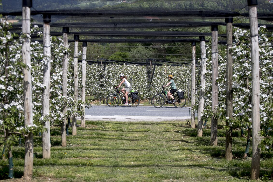 Radfahren im Apfelland auf der Weinland Steiermark Radtour nahe Puch | © STG | Tom Lamm