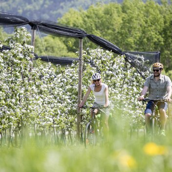 Radfahren im Frühling zwischen Apfelblüten | © STG | Tom Lamm
