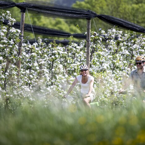 Radfahren im Frühling zwischen Apfelgärten | © STG | Tom Lamm