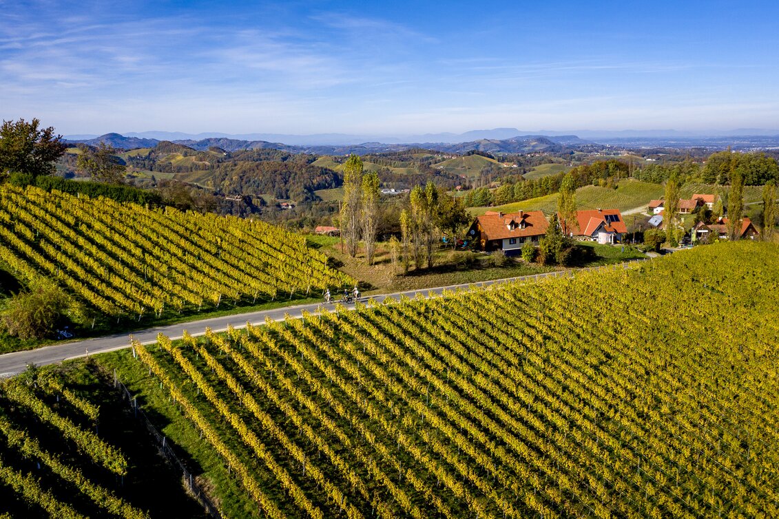 Radfahrer auf der Weinland Steiermark Radtour | © STG | Tom Lamm