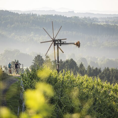 Radfahrer in den Weingärten Hochgrail bei St. Stefan ob Stainz | © Schilcherland Steiermark | Velontour