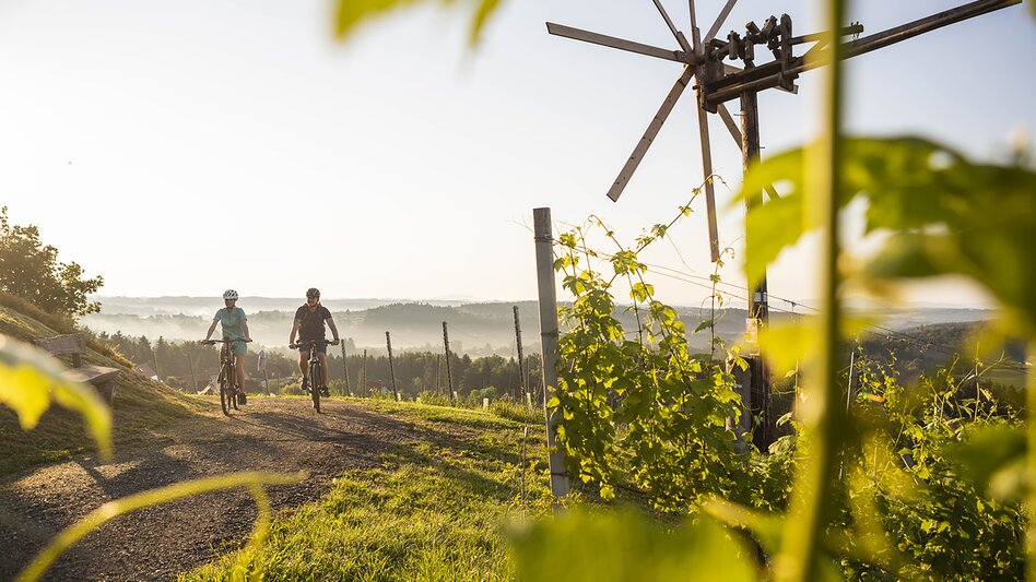 Vineyards Hochgrail near St. Stefan ob Stainz | © Schilcherland Steiermark | Velontour