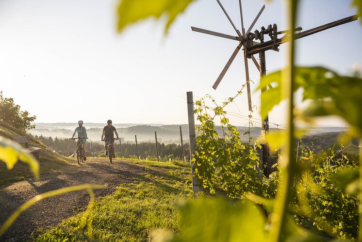 Radfahrer in den Weingärten Hochgrail bei St. Stefan ob Stainz