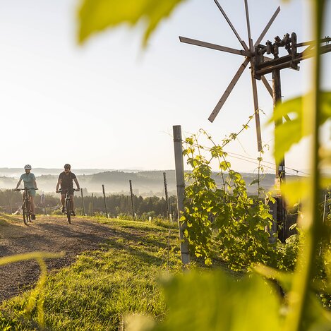 Radfahrer in den Weingärten Hochgrail bei St. Stefan ob Stainz | © Schilcherland Steiermark | Velontour