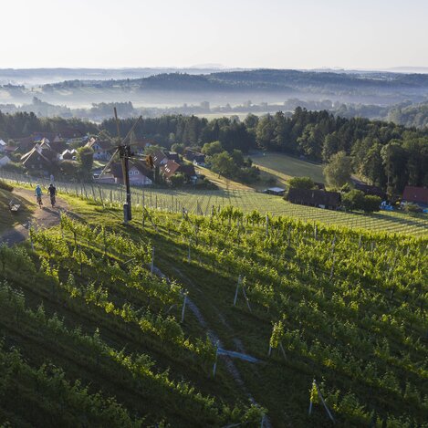 Radfahrer in den Weingärten Hochgrail bei St. Stefan ob Stainz | © Schilcherland Steiermark | Velontour