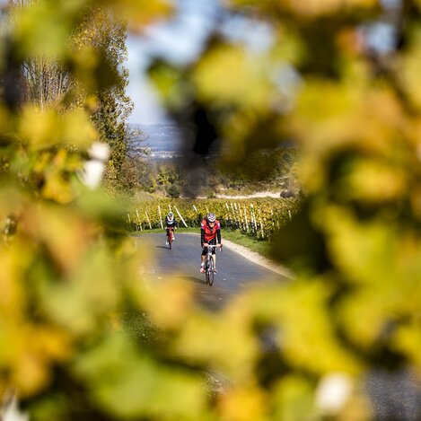 Rennradfahren im Weinland Steiermark | © STG | Tom Lamm