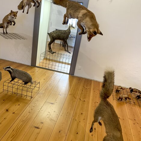 Jagdmuseum im Schloss Stainz | © STG | Sarah Valda