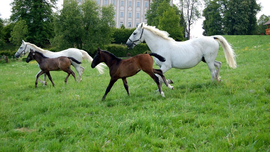 Lipizzan horses in front of Schloss Piber castle (Lipizzanerheimat) | © Spanische Hofreitschule - Lipizzanergestüt Piber