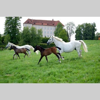 Lipizzaner vor dem Schloss Piber | © Spanische Hofreitschule - Lipizzanergestüt Piber