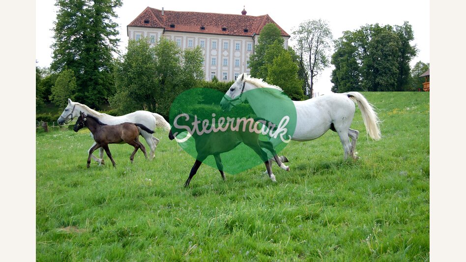 Lipizzaner vor dem Schloss Piber | © Spanische Hofreitschule - Lipizzanergestüt Piber