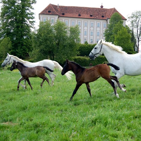Lipizzaner vor dem Schloss Piber | © Spanische Hofreitschule - Lipizzanergestüt Piber