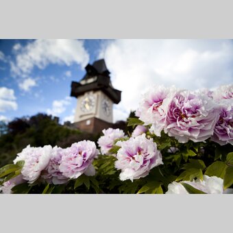 Grazer Uhrturm mit Pfingstrosen im Frühling | © STG | Stefanie Teutsch