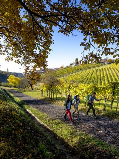 Hiking near Klöch | © Steiermark Tourismus | Tom Lamm